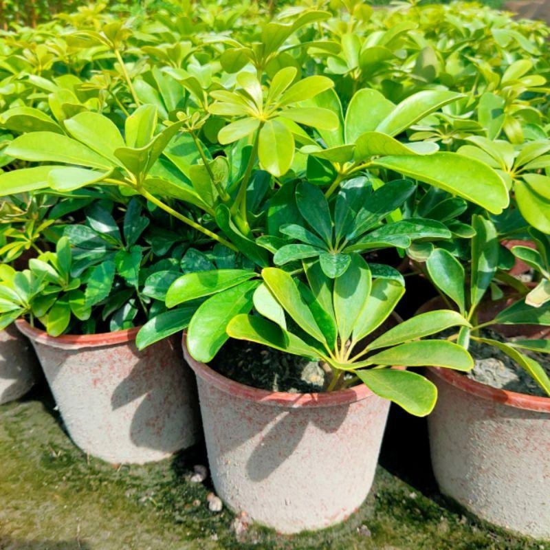 🌿鵝掌藤品種系列🌿｜美斑鵝掌藤｜黃金鵝掌藤｜細葉鵝掌藤 ｜一般鵝掌藤｜5-6吋盆 觀葉植物 實拍！-細節圖4