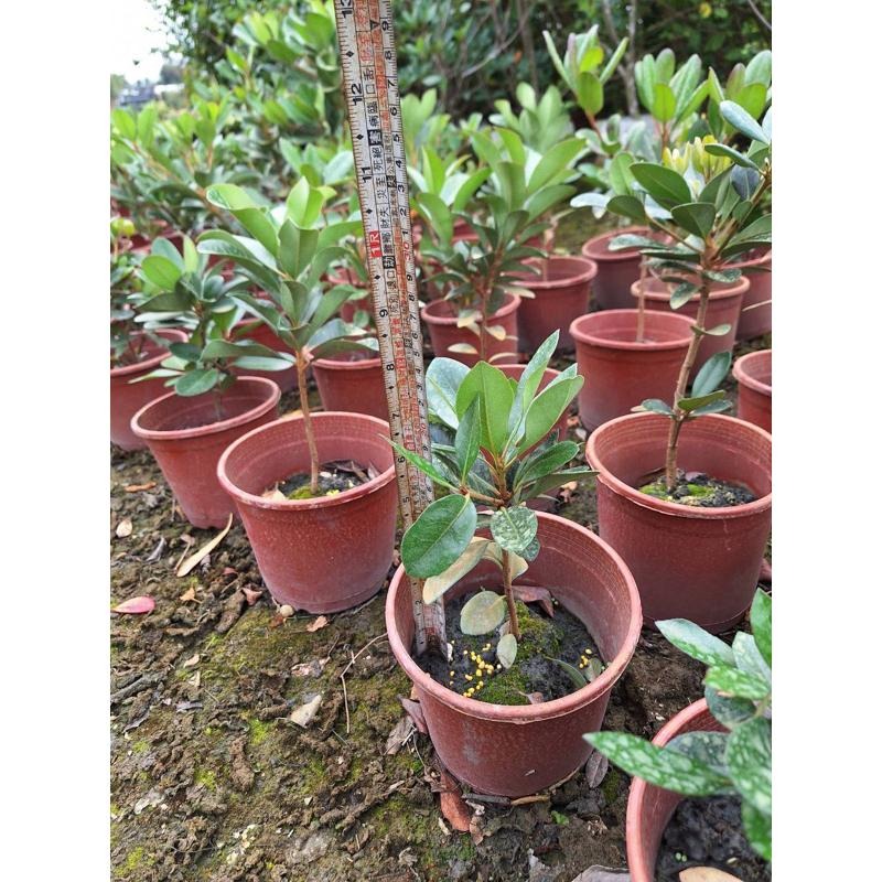 🌿鵝掌藤品種系列🌿｜美斑鵝掌藤｜黃金鵝掌藤｜細葉鵝掌藤 ｜一般鵝掌藤｜5-6吋盆 觀葉植物 實拍！-細節圖6