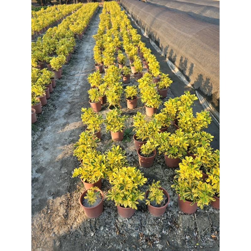 🌿鵝掌藤品種系列🌿｜美斑鵝掌藤｜黃金鵝掌藤｜細葉鵝掌藤 ｜一般鵝掌藤｜5-6吋盆 觀葉植物 實拍！-細節圖7