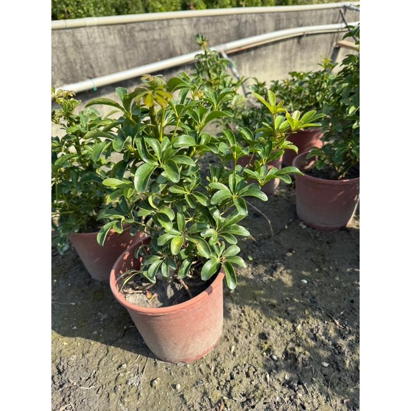 🌿鵝掌藤品種系列🌿｜美斑鵝掌藤｜黃金鵝掌藤｜細葉鵝掌藤 ｜一般鵝掌藤｜5-6吋盆 觀葉植物 實拍！-細節圖8