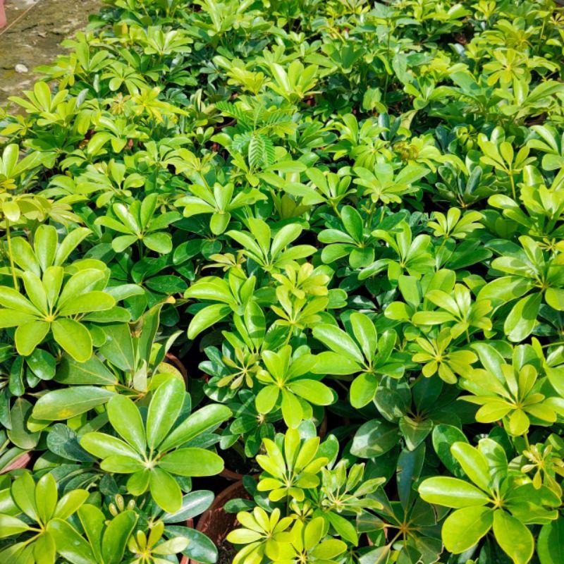 🌿鵝掌藤品種系列🌿｜美斑鵝掌藤｜黃金鵝掌藤｜細葉鵝掌藤 ｜一般鵝掌藤｜5-6吋盆 觀葉植物 實拍！-細節圖9