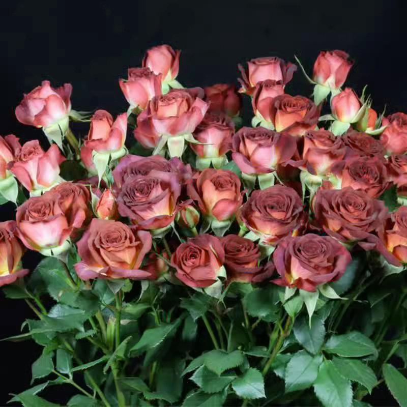 台灣新品！巧克力泡泡 7-8吋盆 限量新品 特殊復古花色 荷蘭玫瑰-細節圖2