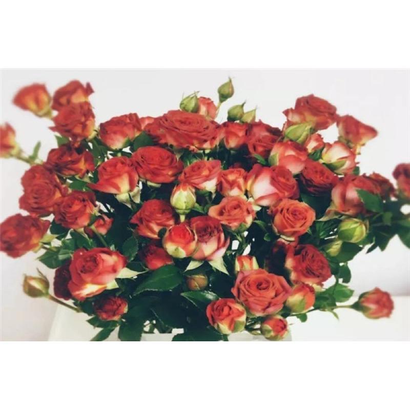 台灣新品！巧克力泡泡 7-8吋盆 限量新品 特殊復古花色 荷蘭玫瑰-細節圖3