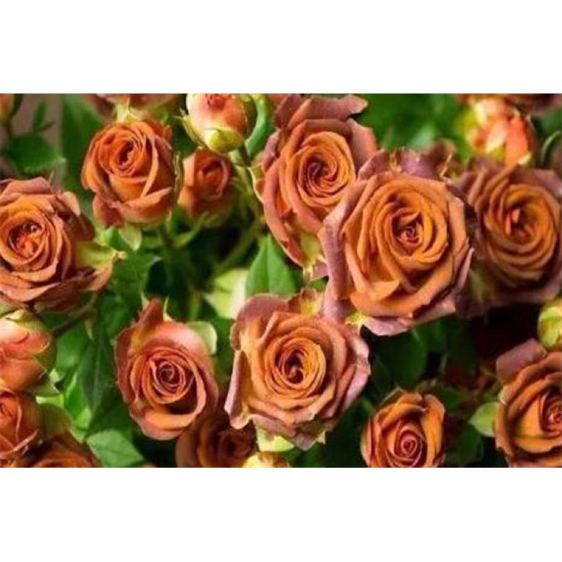 台灣新品！巧克力泡泡 7-8吋盆 限量新品 特殊復古花色 荷蘭玫瑰-細節圖4