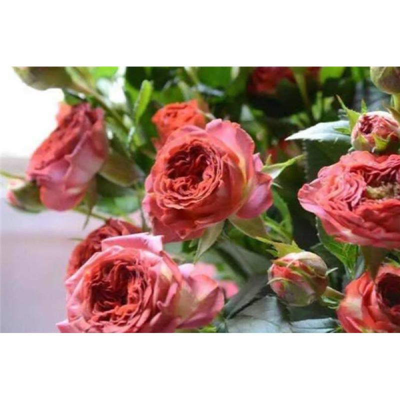 台灣新品！巧克力泡泡 7-8吋盆 限量新品 特殊復古花色 荷蘭玫瑰-細節圖5