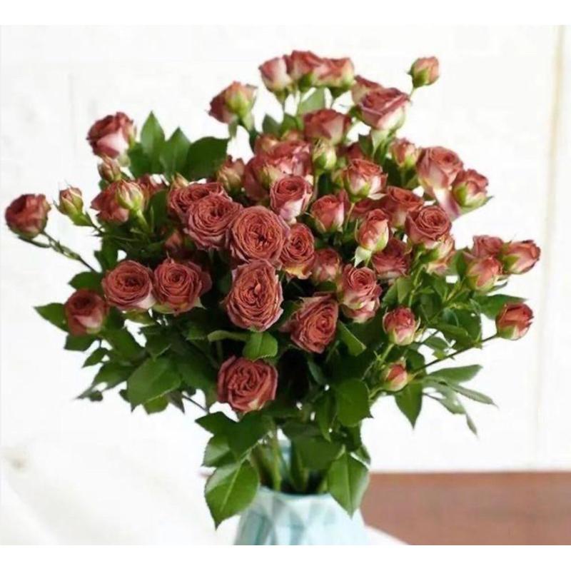 台灣新品！巧克力泡泡 7-8吋盆 限量新品 特殊復古花色 荷蘭玫瑰-細節圖6