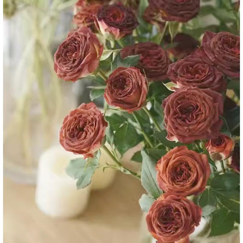 台灣新品！巧克力泡泡 7-8吋盆 限量新品 特殊復古花色 荷蘭玫瑰-細節圖7