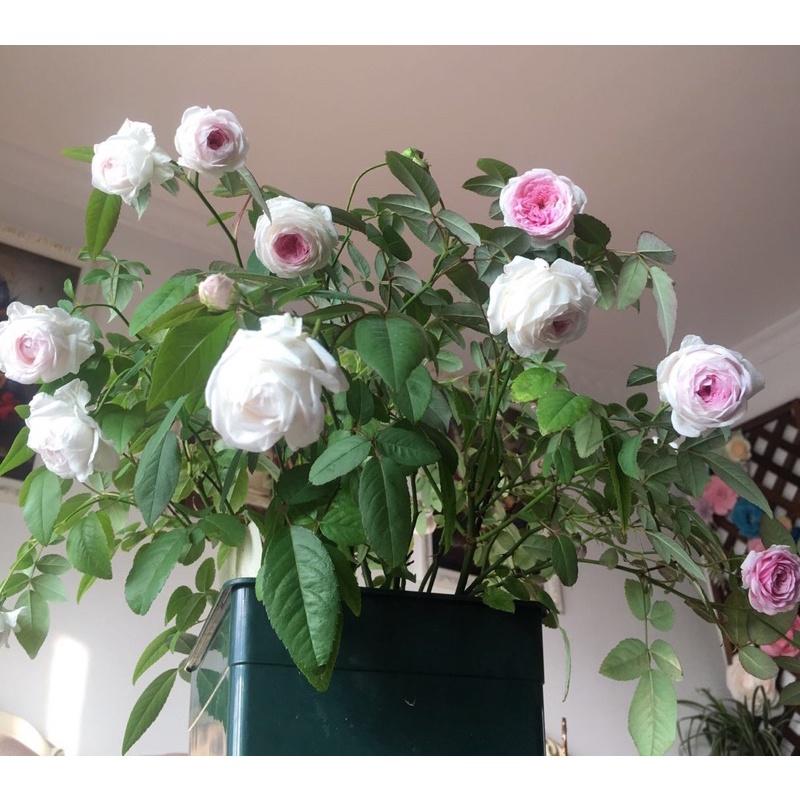 粉妝樓 7-8吋盆 超愛來花的蔓性 一次來花的品種 強香-細節圖2