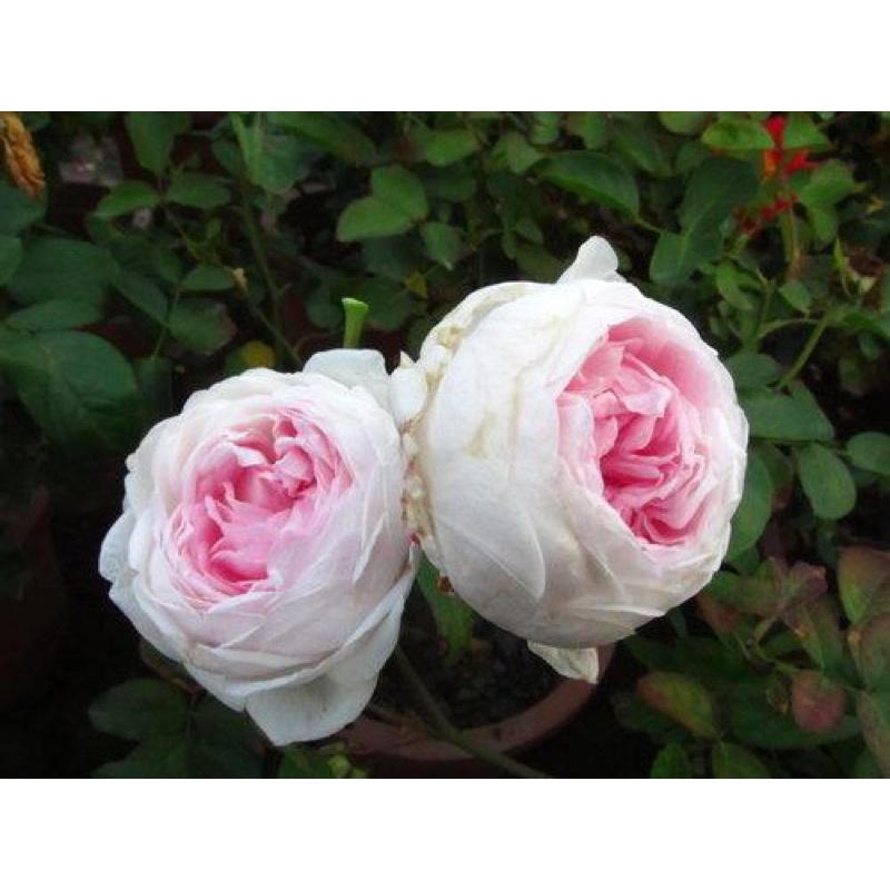 粉妝樓 7-8吋盆 超愛來花的蔓性 一次來花的品種 強香-細節圖3