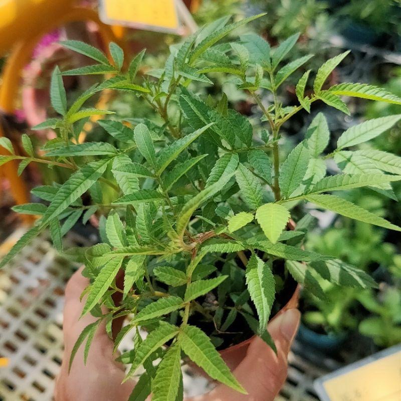 💛芳香萬壽菊💛香草植物 可泡茶 食用香草-細節圖2
