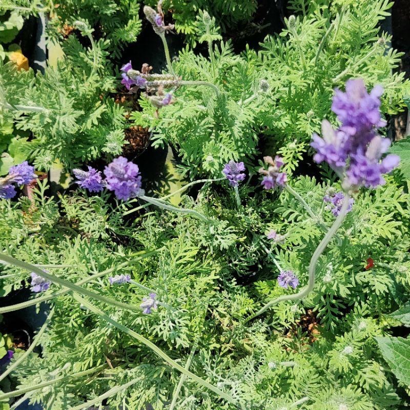 💜羽葉薰衣草💜香草植物 3吋盆/5-6吋盆 觀葉植物 陽台植物 庭園植物-細節圖3