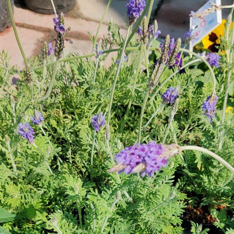 💜羽葉薰衣草💜香草植物 3吋盆/5-6吋盆 觀葉植物 陽台植物 庭園植物-細節圖4