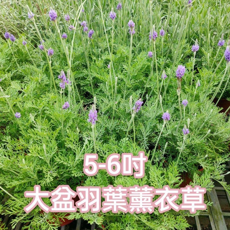 💜羽葉薰衣草💜香草植物 3吋盆/5-6吋盆 觀葉植物 陽台植物 庭園植物-細節圖5