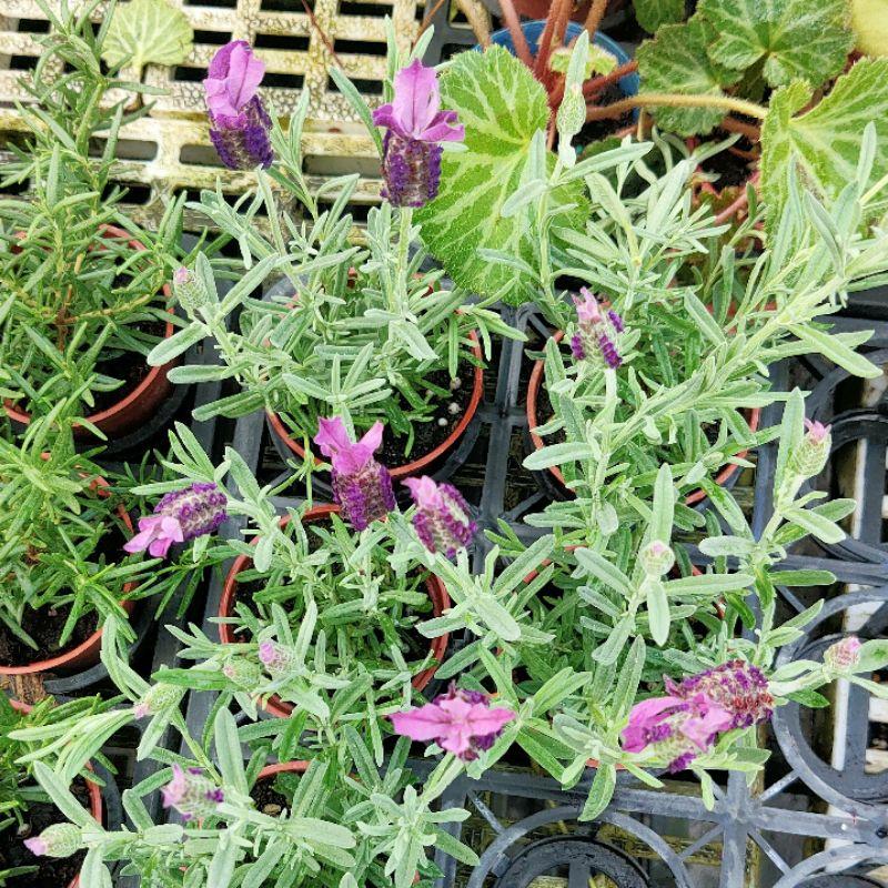 💜食用薰衣草💜香草植物 可泡茶 食用香草-細節圖2