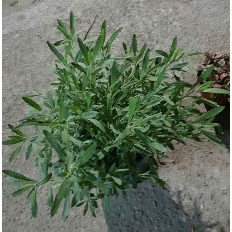 💜食用薰衣草💜香草植物 可泡茶 食用香草-細節圖3