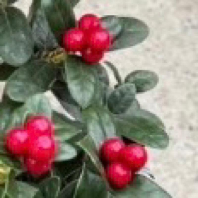 英國冬青 1.1尺盆 觀葉植物 強健植栽 實拍圖！-細節圖3