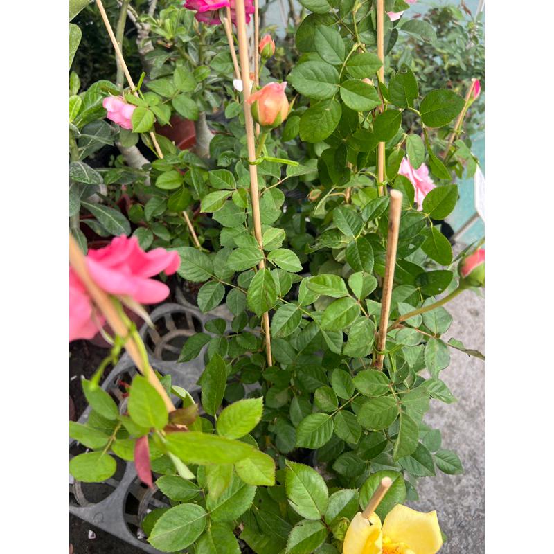 特惠！隨機玫瑰花苗 3-4吋盆 以大花強香豐花為主-細節圖2