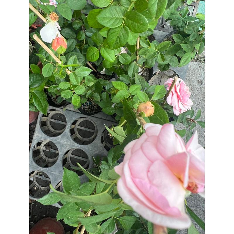 特惠！隨機玫瑰花苗 3-4吋盆 以大花強香豐花為主-細節圖3