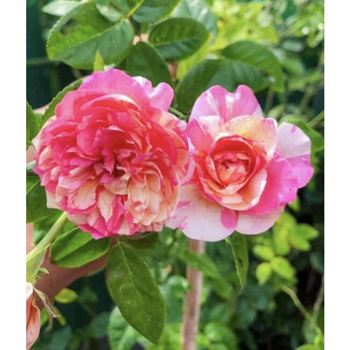 馬內 7-8吋盆 漂亮品種-細節圖2