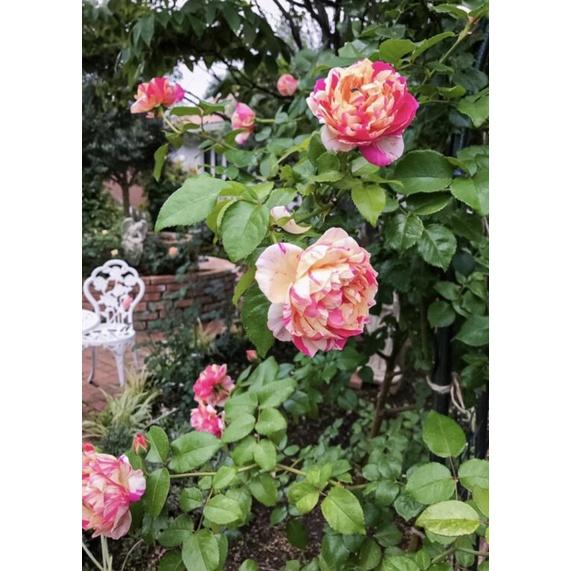 馬內 7-8吋盆 漂亮品種-細節圖3