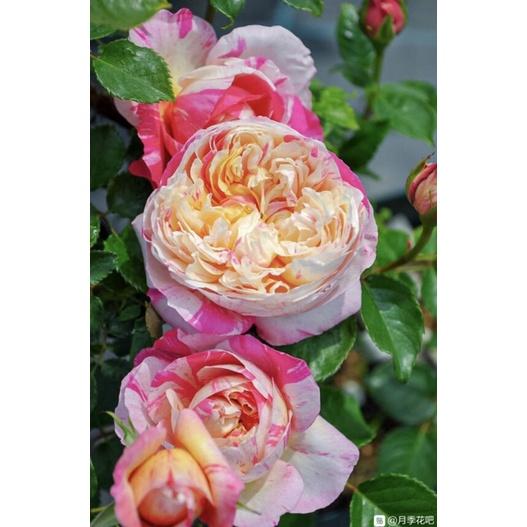 馬內 7-8吋盆 漂亮品種-細節圖4