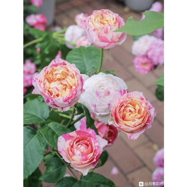 馬內 7-8吋盆 漂亮品種-細節圖5