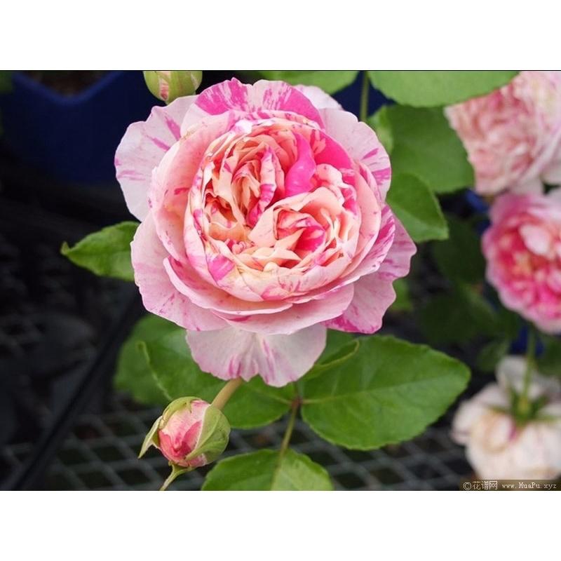 馬內 7-8吋盆 漂亮品種-細節圖6