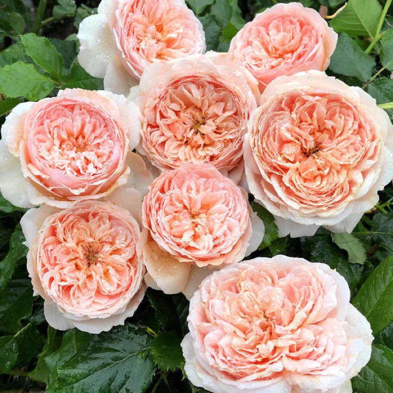 真宙 Masora 新手必種！ 灌木/花大/豐花/開花性佳/中輪/強香/耐熱/簇開/杯型/四季開-細節圖2