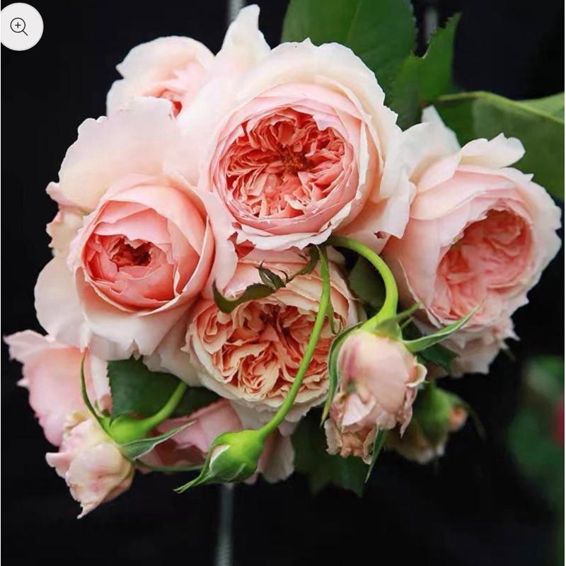 真宙 Masora 新手必種！ 灌木/花大/豐花/開花性佳/中輪/強香/耐熱/簇開/杯型/四季開-細節圖3