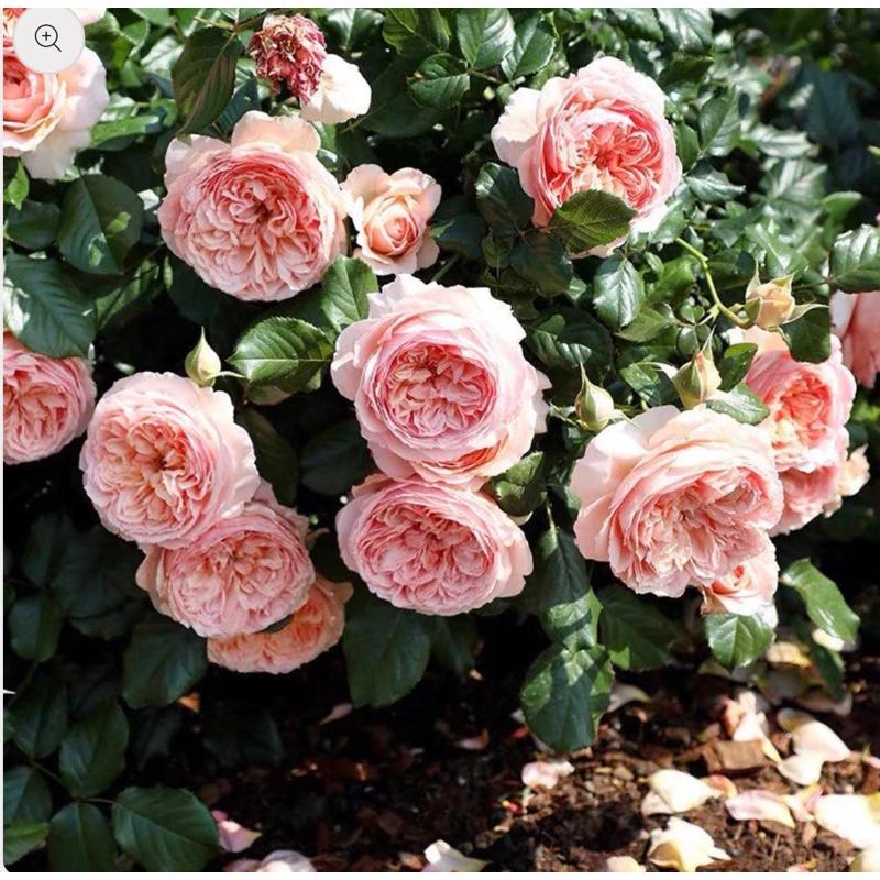 真宙 Masora 新手必種！ 灌木/花大/豐花/開花性佳/中輪/強香/耐熱/簇開/杯型/四季開-細節圖4