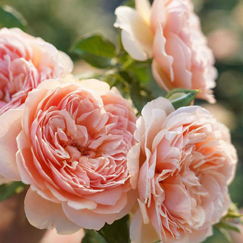 真宙 Masora 新手必種！ 灌木/花大/豐花/開花性佳/中輪/強香/耐熱/簇開/杯型/四季開-細節圖5