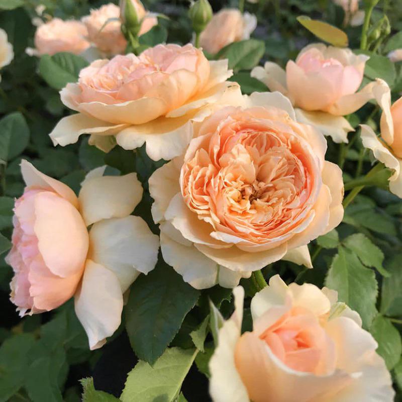 真宙 Masora 新手必種！ 灌木/花大/豐花/開花性佳/中輪/強香/耐熱/簇開/杯型/四季開-細節圖6