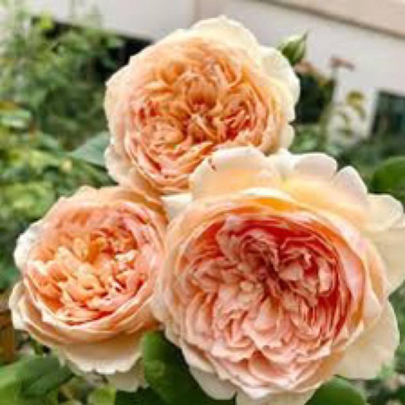 真宙 Masora 新手必種！ 灌木/花大/豐花/開花性佳/中輪/強香/耐熱/簇開/杯型/四季開-細節圖8