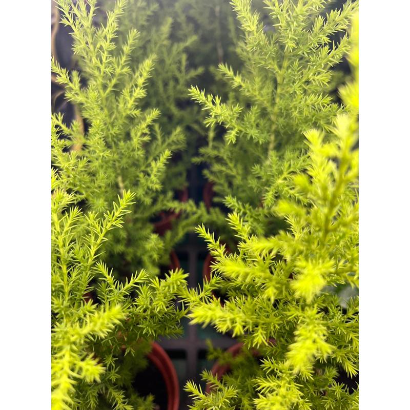 香冠柏｜金冠柏｜防蚊樹 3-4吋盆 檸檬香氣 觀葉植物 觀賞植栽-細節圖2