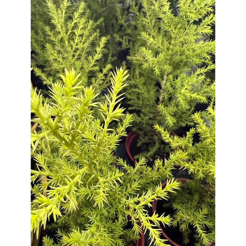 香冠柏｜金冠柏｜防蚊樹 3-4吋盆 檸檬香氣 觀葉植物 觀賞植栽-細節圖3