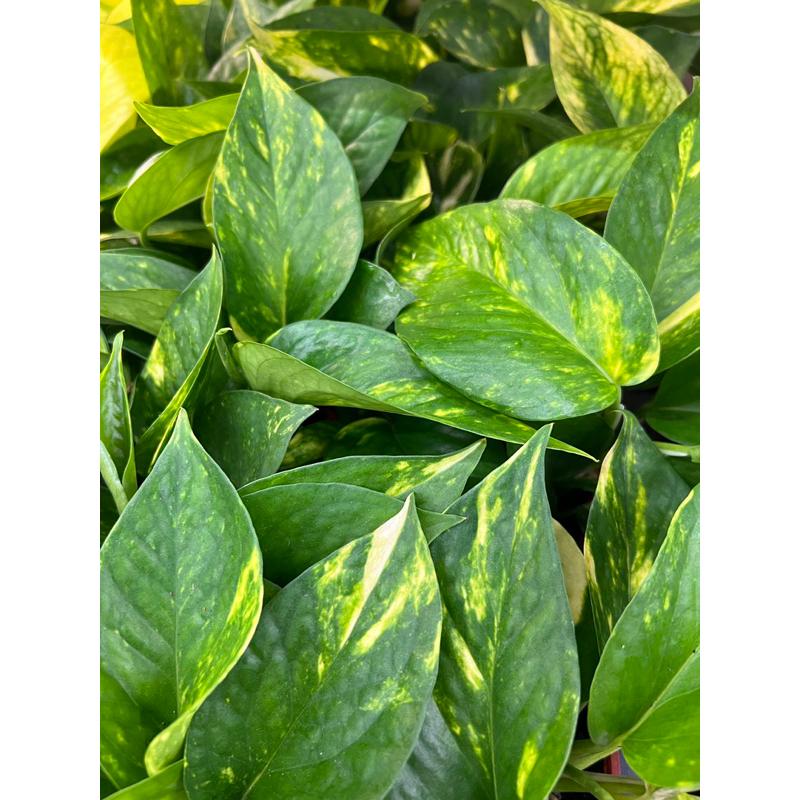 綠黃金葛/陽光黃金葛 3-4吋盆 觀葉植物 美化環境-細節圖2