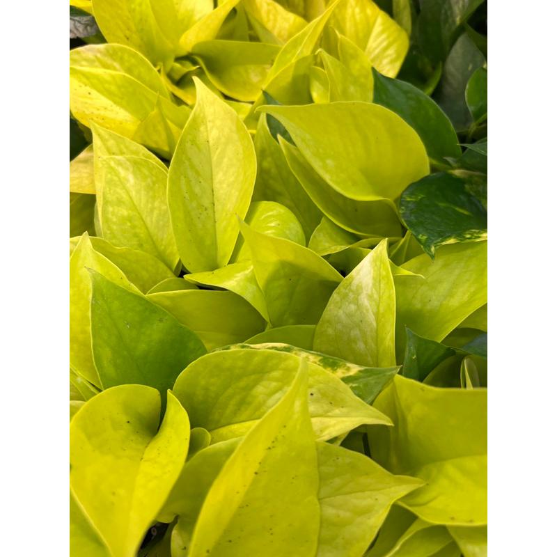 綠黃金葛/陽光黃金葛 3-4吋盆 觀葉植物 美化環境-細節圖3