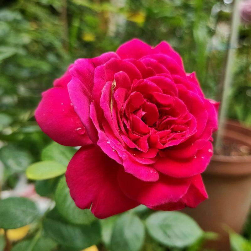 皇家胭脂 Rouge Royale 食用玫瑰花 新手必養 四季開花 強香-細節圖3