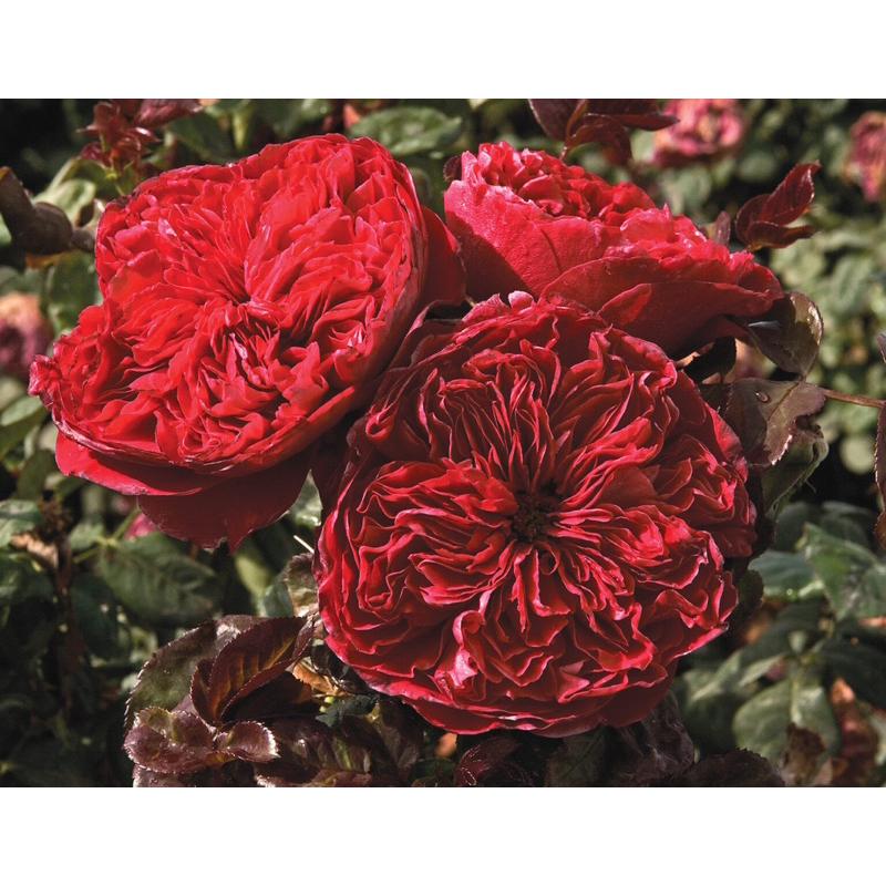 皇家胭脂 Rouge Royale 食用玫瑰花 新手必養 四季開花 強香-細節圖4