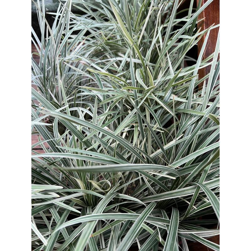 【植感園藝】銀紋沿階草 4-5吋盆吋盆-細節圖2