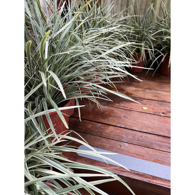 【植感園藝】銀紋沿階草 4-5吋盆吋盆-細節圖5