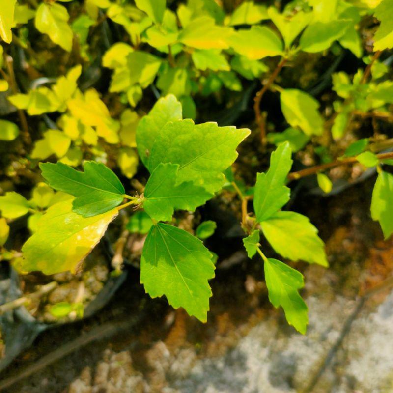 【植感園藝】水槿 五吋盆-細節圖2