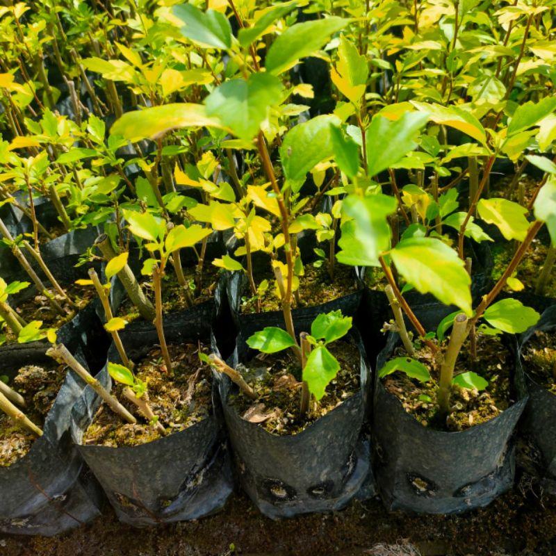 【植感園藝】水槿 五吋盆-細節圖3