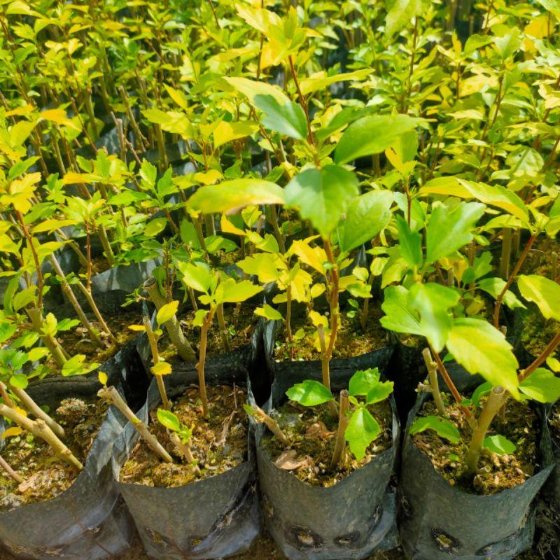 【植感園藝】水槿 五吋盆-細節圖4