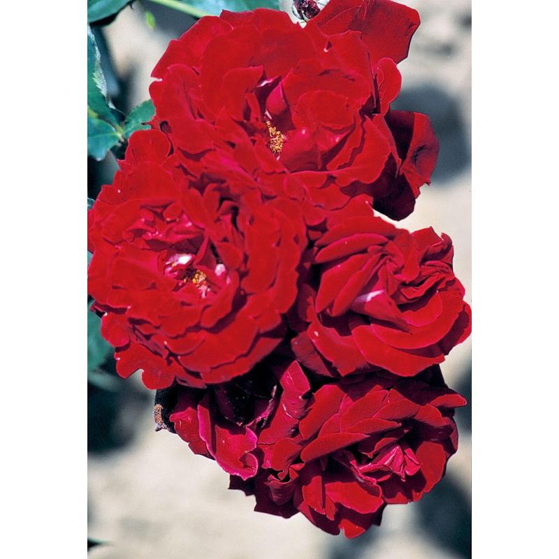 紅色噴泉 7-8吋盆 可灌木可蔓性 強健 一莖多花 少刺 四季開 生長強勢 多花 耐熱 強香 中輪-細節圖2