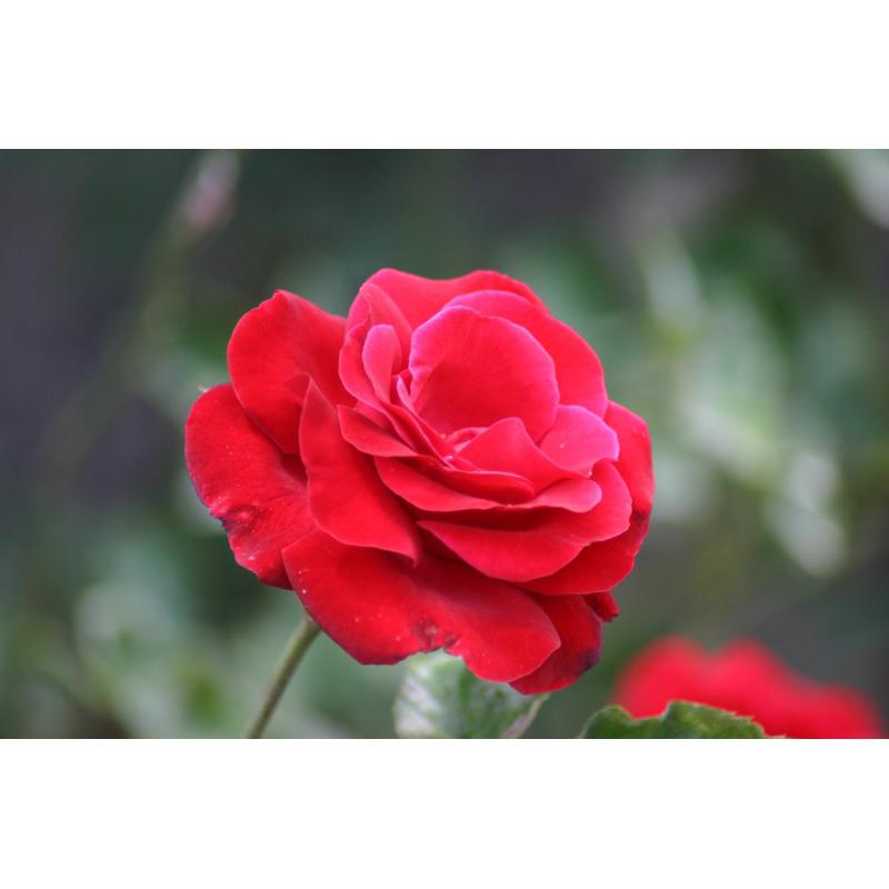 紅色噴泉 7-8吋盆 可灌木可蔓性 強健 一莖多花 少刺 四季開 生長強勢 多花 耐熱 強香 中輪-細節圖3