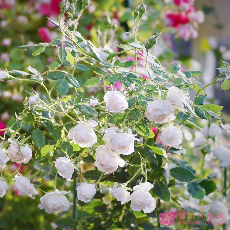 河本小旋律/小抒情曲 7-8吋盆-細節圖2