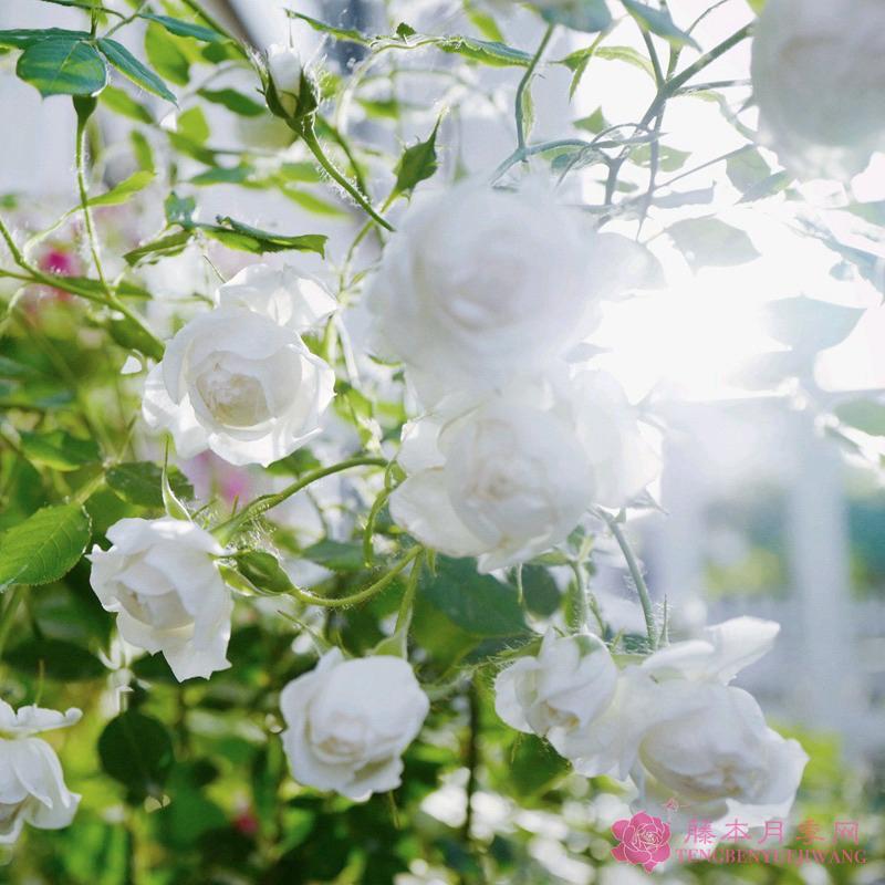 河本小旋律/小抒情曲 7-8吋盆-細節圖3