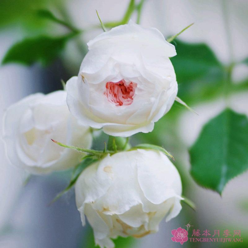 河本小旋律/小抒情曲 7-8吋盆-細節圖4