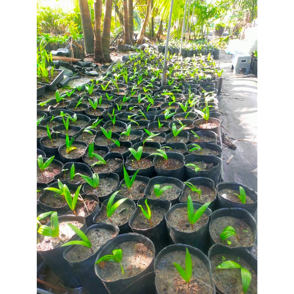 【新品上線！】巴西莓果苗🫐3吋盆 株高20-30公分 生命之果 熱帶雨林療癒綠意 觀賞植物 鮮果植栽 南美洲果苗 果實-細節圖2